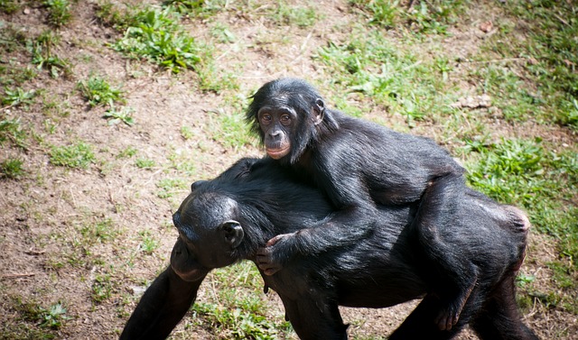 šimpanzí matka