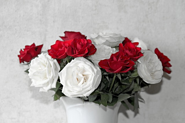 bílo-červené růže